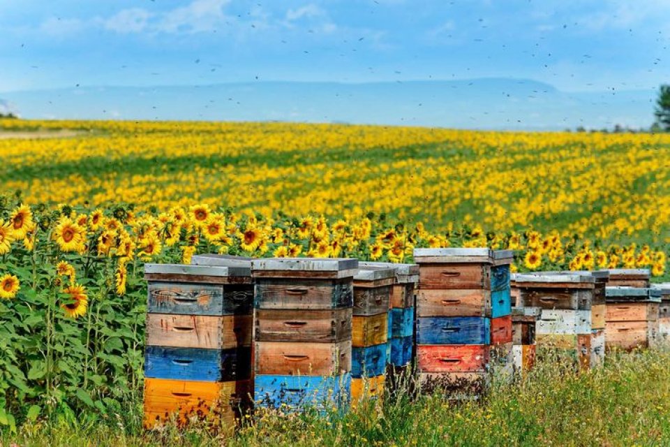 Petek ve Bal Birliği Derneği