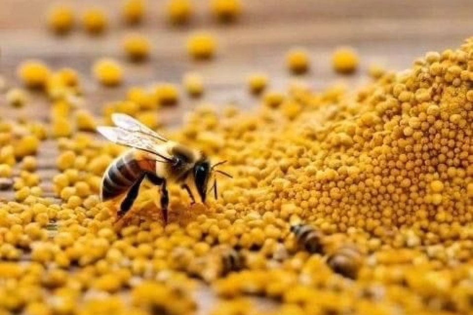 Petek ve Bal Birliği Derneği